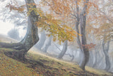 Twisted beeches in Laga mountains Poster och Canvastavla