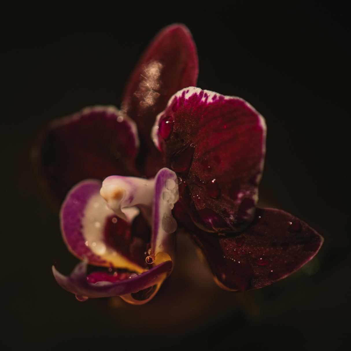 Botanical Series - Orchid &amp; Droplets Poster och Canvastavla