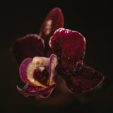 Botanical Series - Orchid &amp; Droplets Poster och Canvastavla