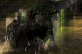 Horse pair marathon Poster och Canvastavla