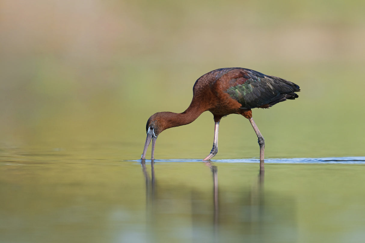 Glossy Ibis Poster och Canvastavla