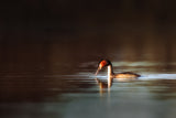 Great Crested Grebe Poster och Canvastavla