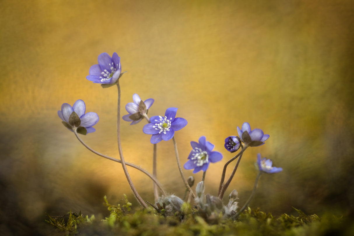 Hepatica nobilis flower Poster och Canvastavla