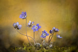 Hepatica nobilis flower Poster och Canvastavla