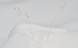 lonely in the snow Poster och Canvastavla