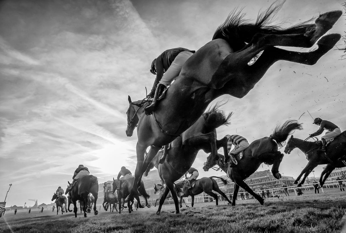 Cheltenham Jumps Festival Poster och Canvastavla