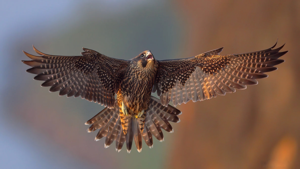 Peregrine Falcon Poster och Canvastavla