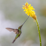 Sward_Billed Hummingbird Poster och Canvastavla