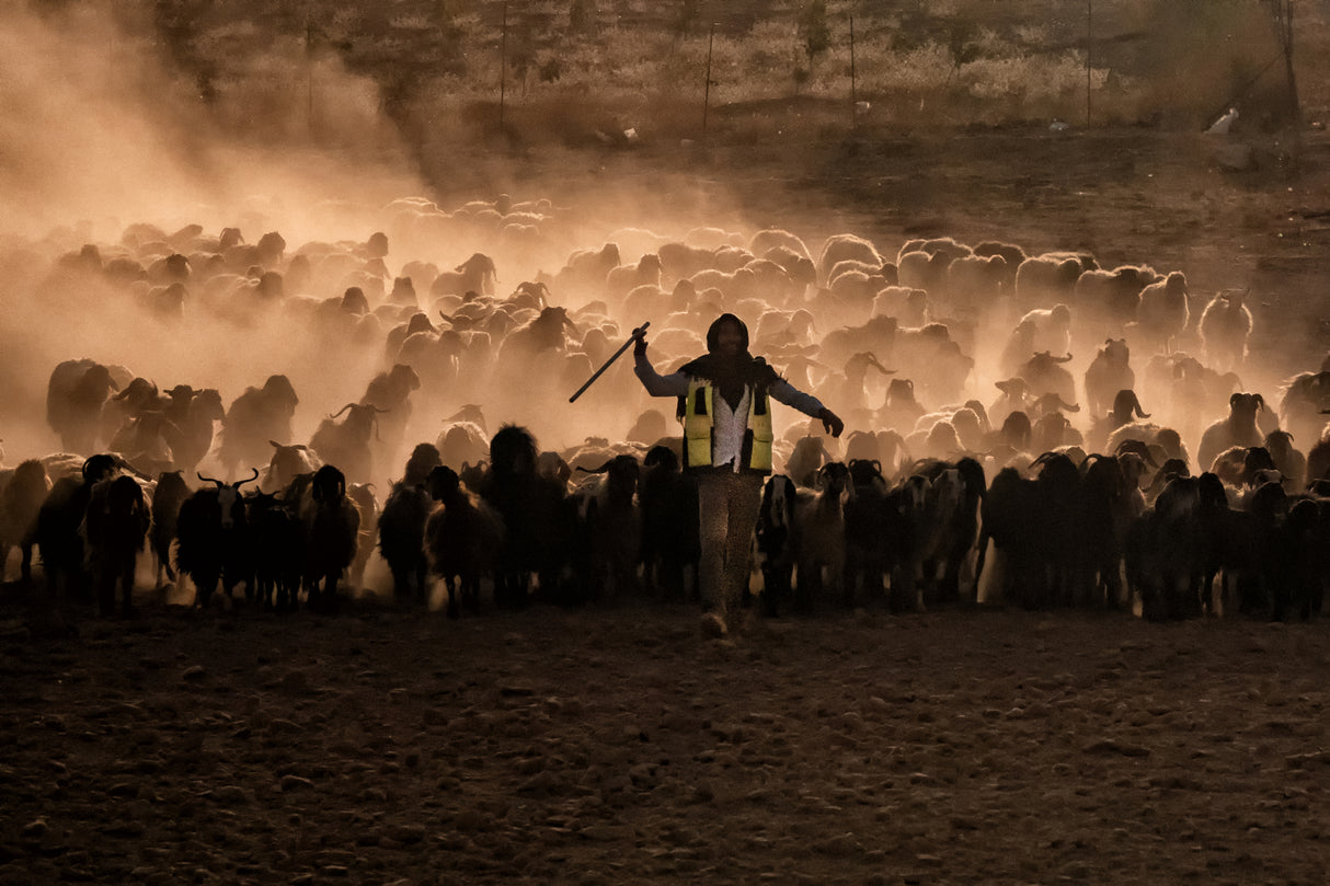 herds in sunset Poster och Canvastavla