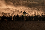 herds in sunset Poster och Canvastavla