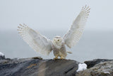 Snowy owl landing Poster och Canvastavla