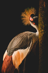 Grey Crowned Crane Poster och Canvastavla