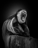 Scream ! Poster och Canvastavla