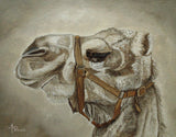 Camel Portrait Poster och Canvastavla