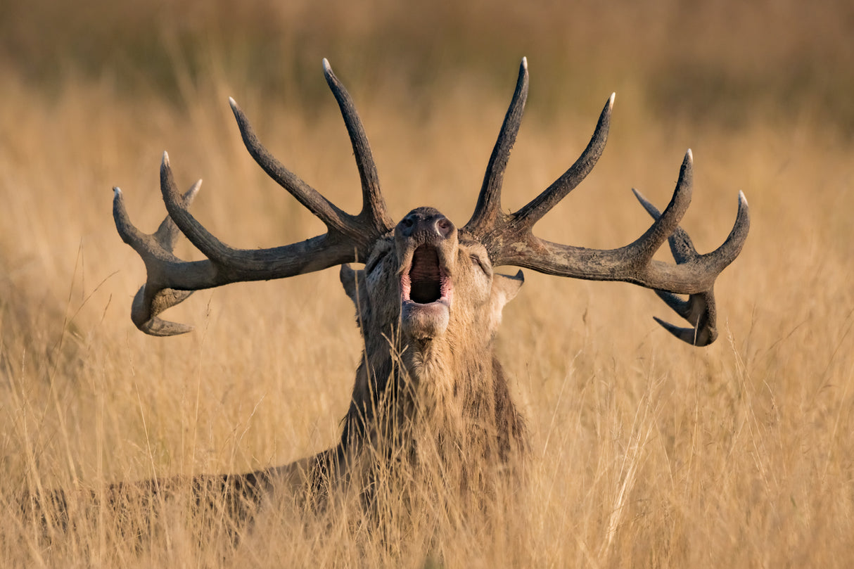 Ready to Rut Poster och Canvastavla