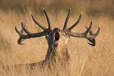 Ready to Rut Poster och Canvastavla