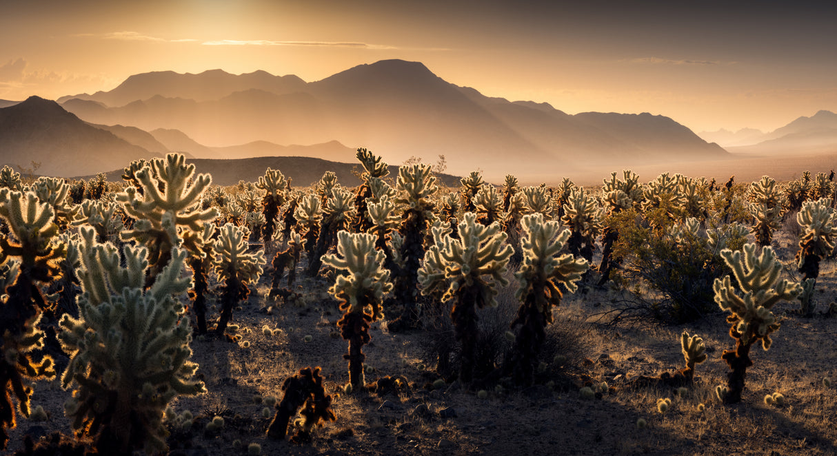 Joshua Tree NP Poster och Canvastavla