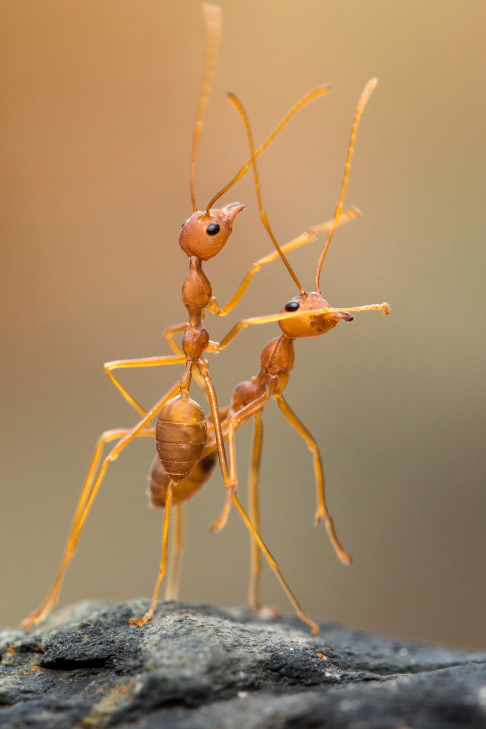 Dance Ants Poster och Canvastavla