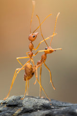 Dance Ants Poster och Canvastavla