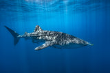 Whale shark in the blue Poster och Canvastavla