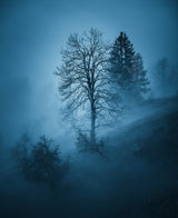 Mystic forest Poster och Canvastavla