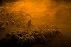 shepherd Poster och Canvastavla