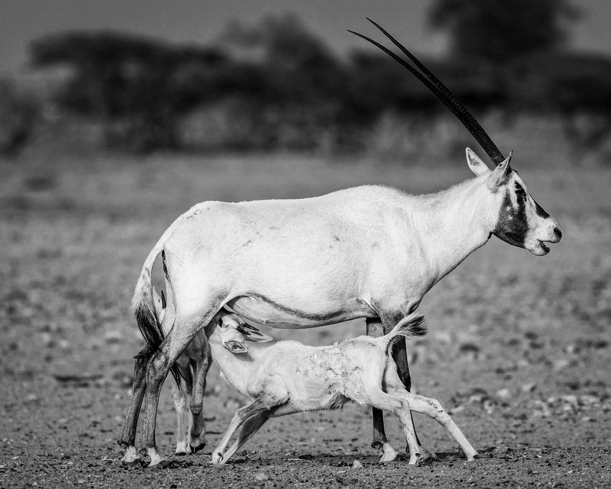 Arabian Oryx Poster och Canvastavla