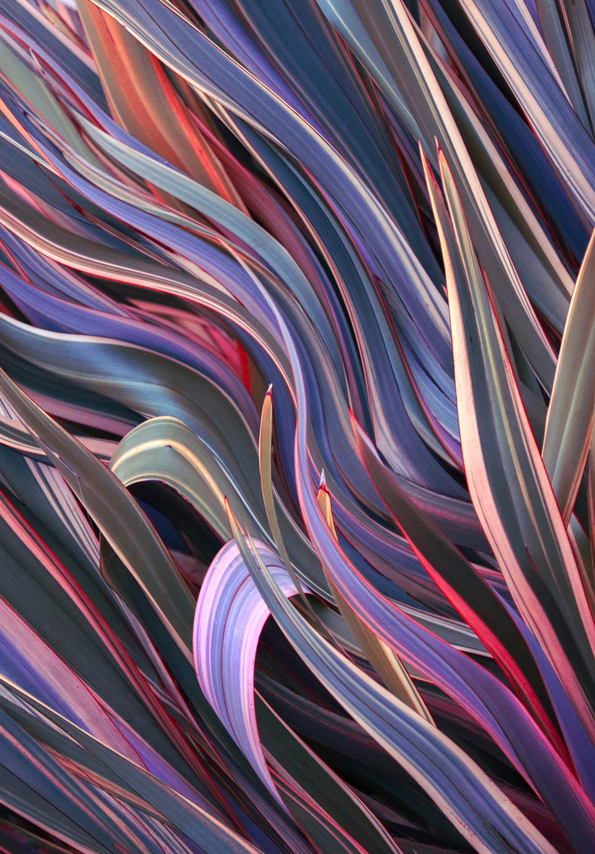 Phormium: New Zealand Flax Poster och Canvastavla