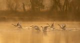 Swan Lake Poster och Canvastavla