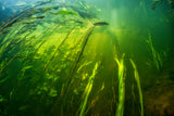 River world Poster och Canvastavla