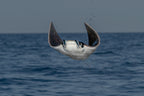Flying out of ocean Poster och Canvastavla