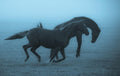 Horses in the fog Poster och Canvastavla