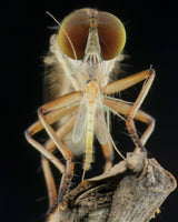 robberfly and prey Poster och Canvastavla