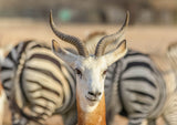 Portrait with Zebra background Poster och Canvastavla