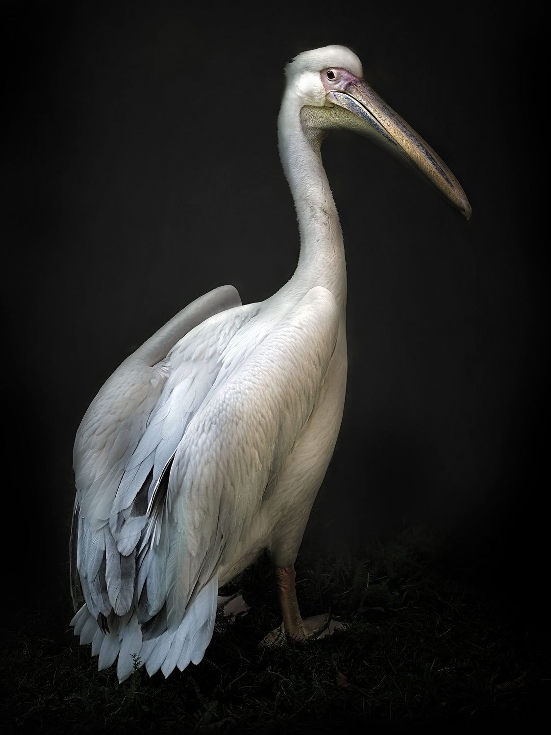 Pelican portrait Poster och Canvastavla