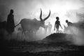 Mundari cattle camp Poster och Canvastavla