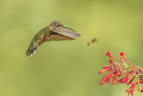 They all like hummingbird mint Poster och Canvastavla