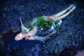 Ophelia Poster och Canvastavla