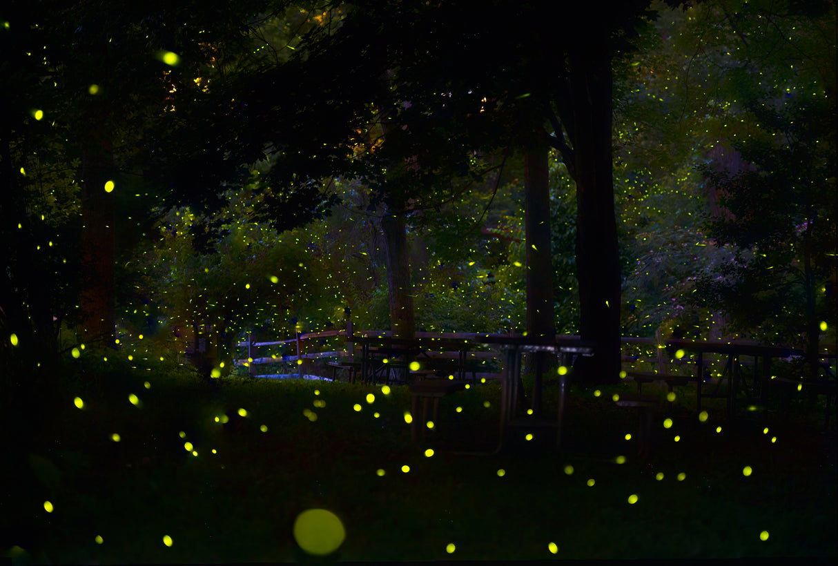 Amazing Fireflies Light Poster och Canvastavla