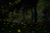 Amazing Fireflies Light Poster och Canvastavla