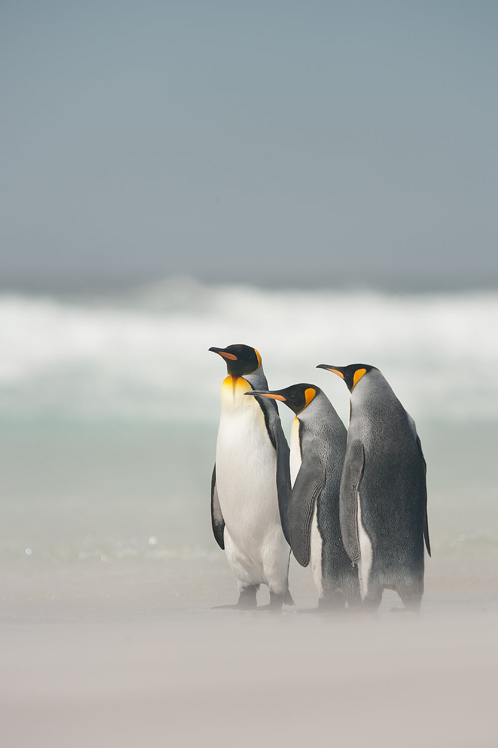 Falklands Poster och Canvastavla