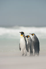 Falklands Poster och Canvastavla