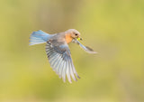 On the way to feed baby birds! Poster och Canvastavla