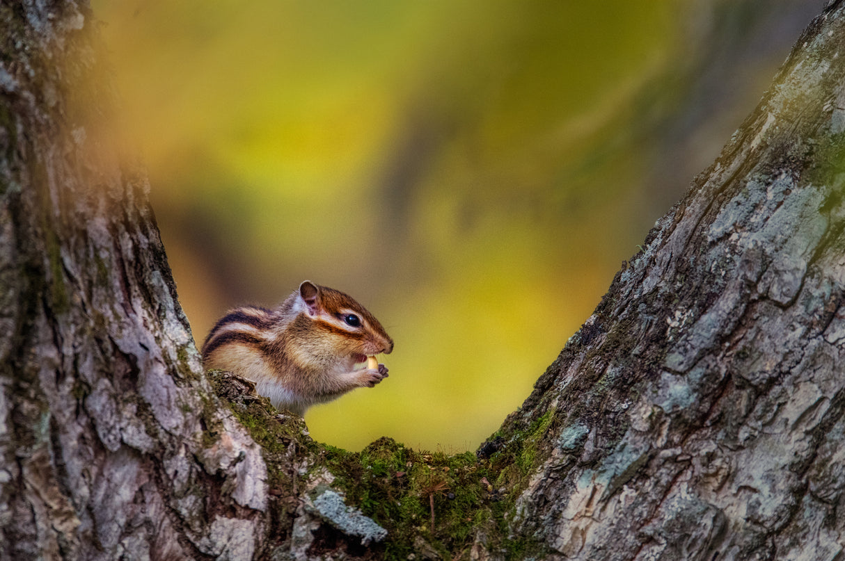 Hokkaido chipmunk　（Tamias sibiricus lineatus） Poster och Canvastavla