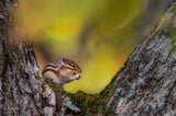 Hokkaido chipmunk　（Tamias sibiricus lineatus） Poster och Canvastavla
