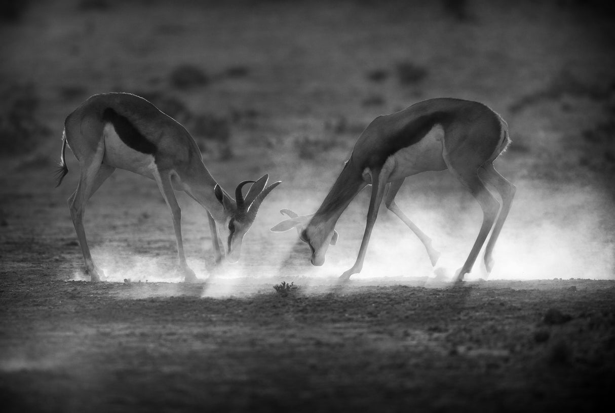 Battle in Black and White Poster och Canvastavla