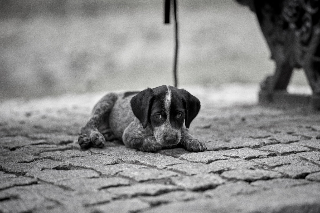 Puppy Poster och Canvastavla