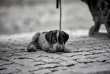 Puppy Poster och Canvastavla