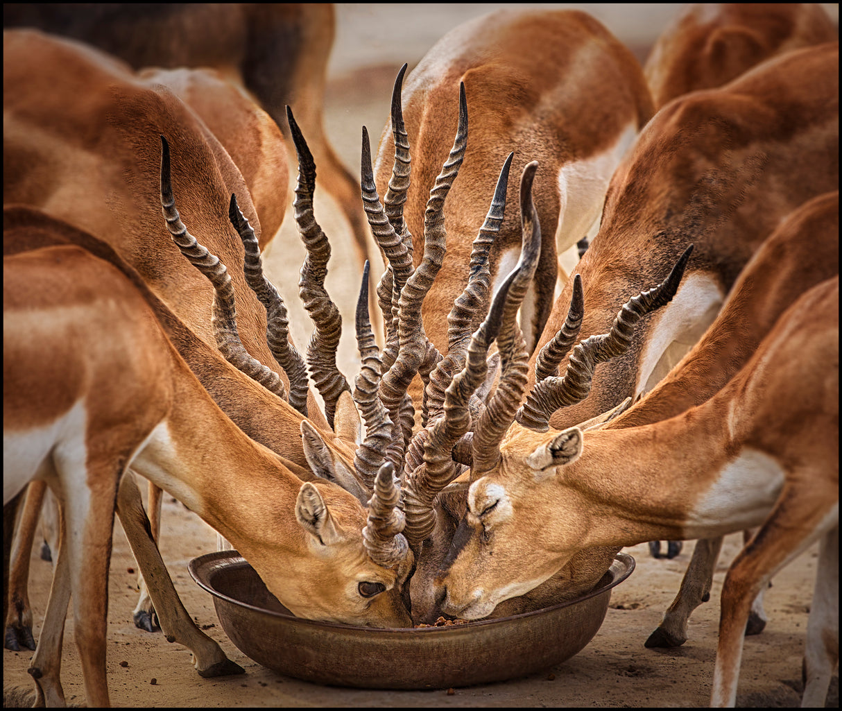 Bouqet Of Horns Poster och Canvastavla