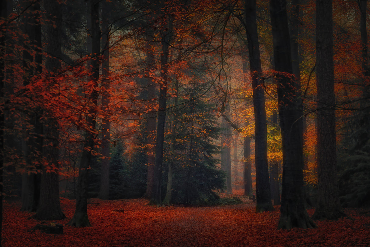 Frozen in Autumn Poster och Canvastavla